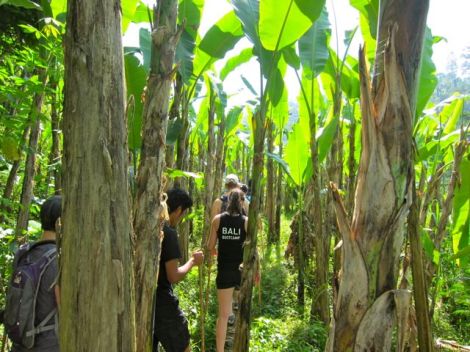 trekking through banana trees… mud underfoot